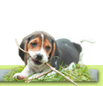 Beagle de la Vallée des trappeurs