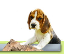 Beagle de la Vallée des trappeurs